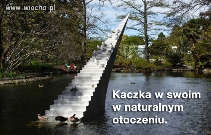 Kaczka