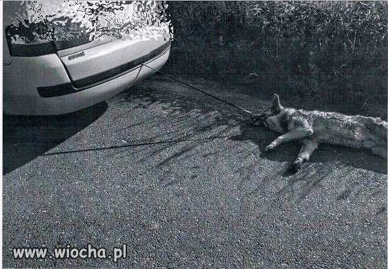 Uciekł mu pies a nie chciał pobrudzić auta 