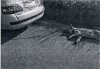 Uciekł mu pies a nie chciał pobrudzić auta 