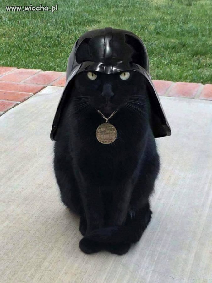 Cat-Vader