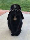 Cat-Vader