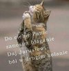 Poranna