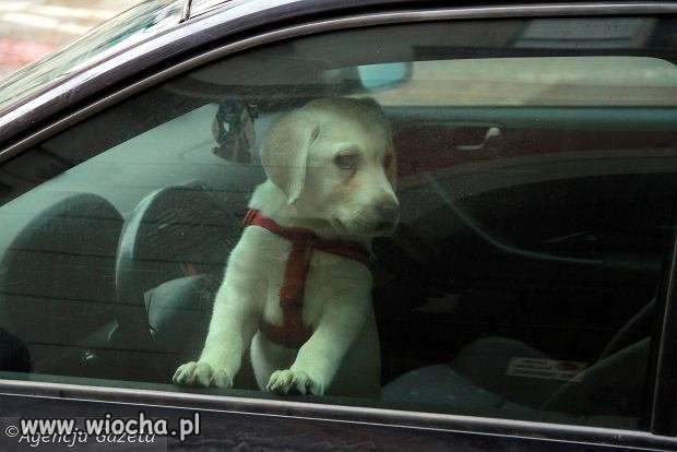 Przepis na Hot-Doga