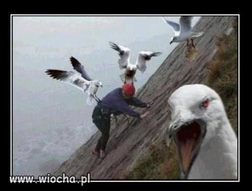 Angry Birds...