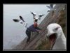 Angry Birds...