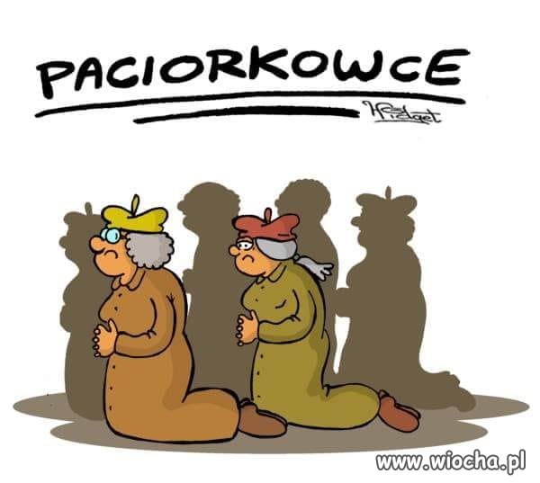 Paciorkowce