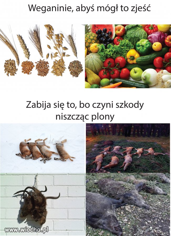 Tak logicznie myśląc