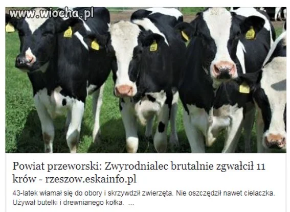 A mówili że ciapate to zwyrodnialce