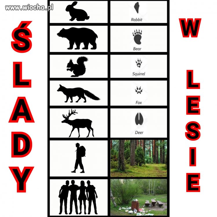 ŚLADY W LESIE 