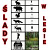 ŚLADY W LESIE 