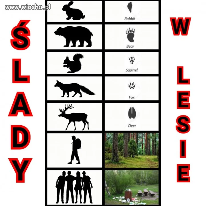 ŚLADY W LESIE 
