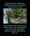 Taka prawda. Gdzie są teraz ekolodzy i UE?