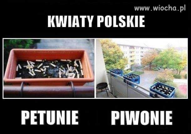 Kwiaty Polskie
