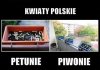Kwiaty Polskie