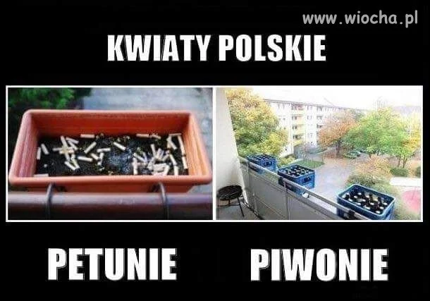 Kwiaty Polskie