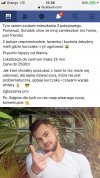 Szukam mieszkania 
