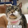 Kot Milika
