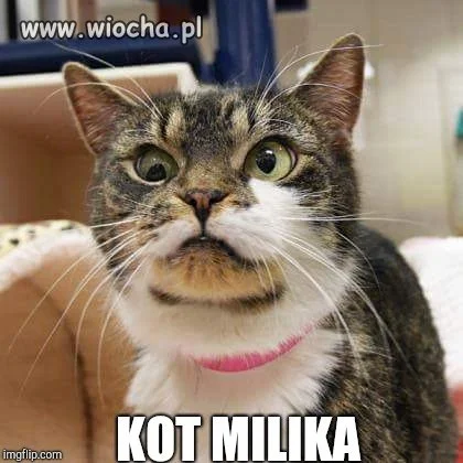 Kot Milika