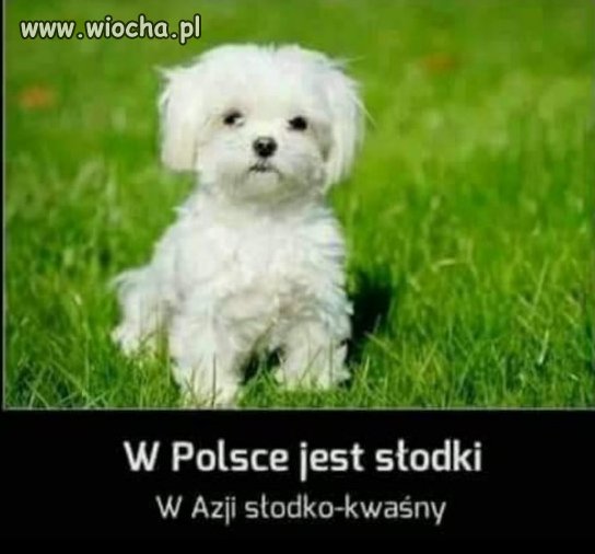 Piesek słodki?