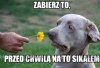 Umyj łapy