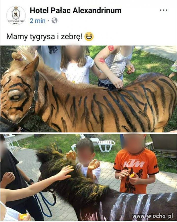 Mają tygrysa i zebrę. Serio?