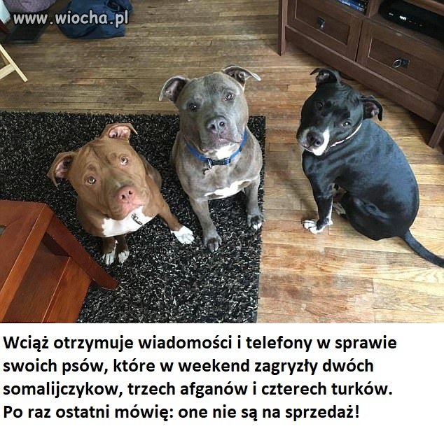 Antyterrorystyczne pieski