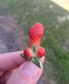 Lubisz truskawki?