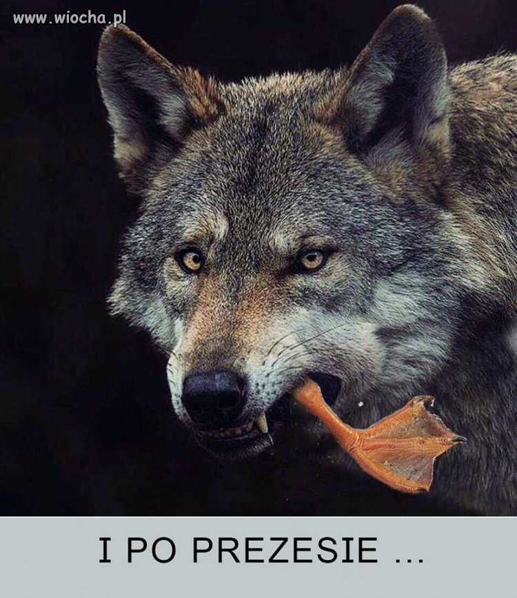 Nosił kaczor razy kilka...