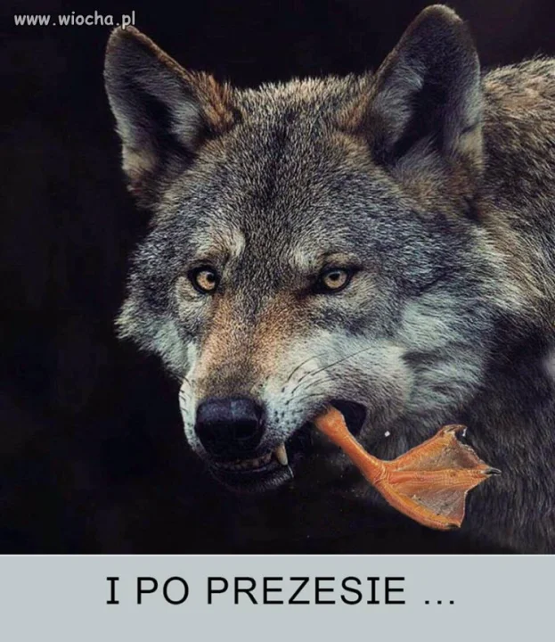 Nosił kaczor razy kilka...
