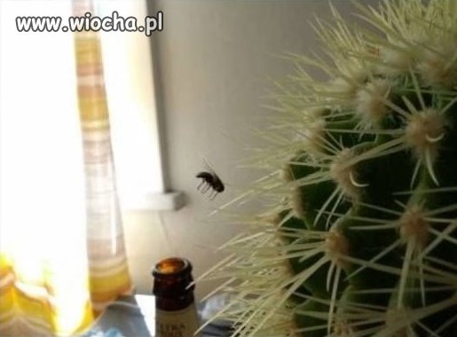 Piłeś