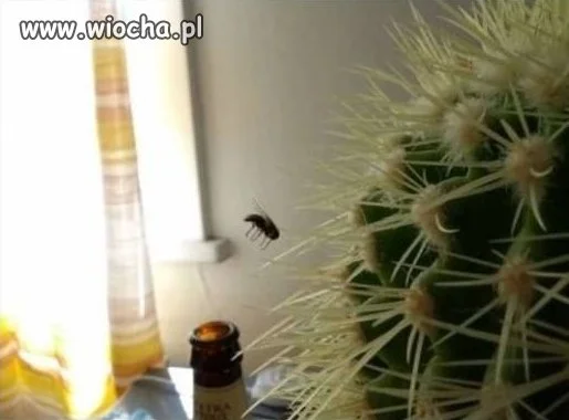 Piłeś