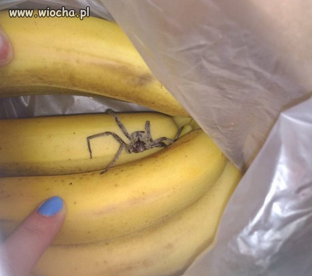 Już nie lubię bananów