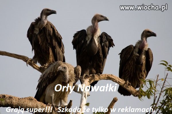 Orły Nawałki