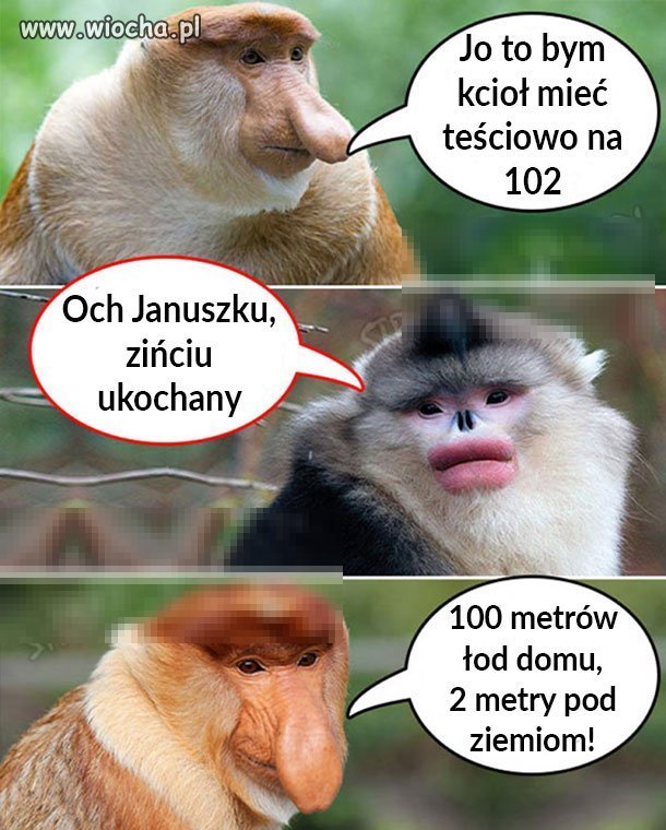 Zińciuniu mój ty ukochany...