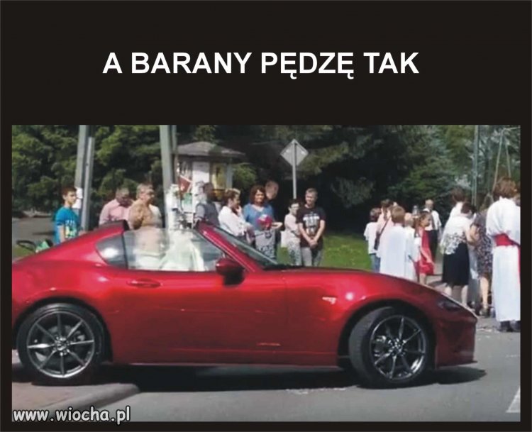 PASTERZ NA WYPASIE