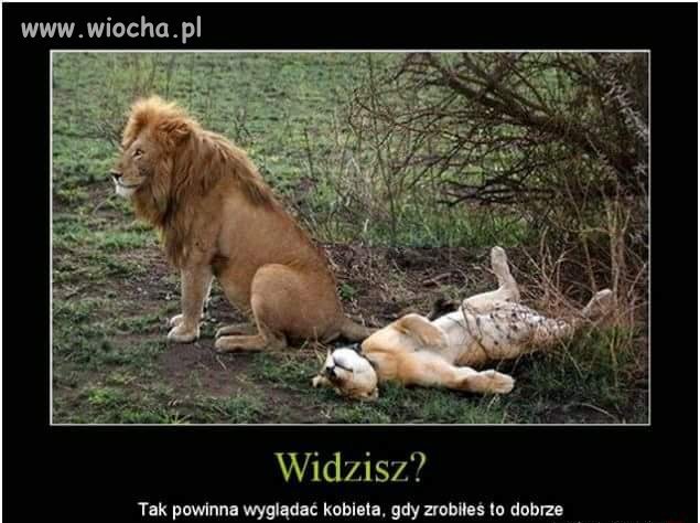 Widzisz