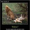 Widzisz