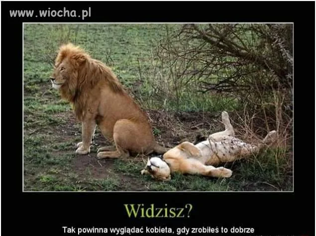 Widzisz