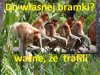 Gol to gol - więcej spodziewać się nie można