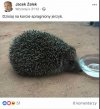 Poseł RZalek i jego zmagania z ortografią.