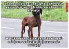 Człowiek brzmi dumnie