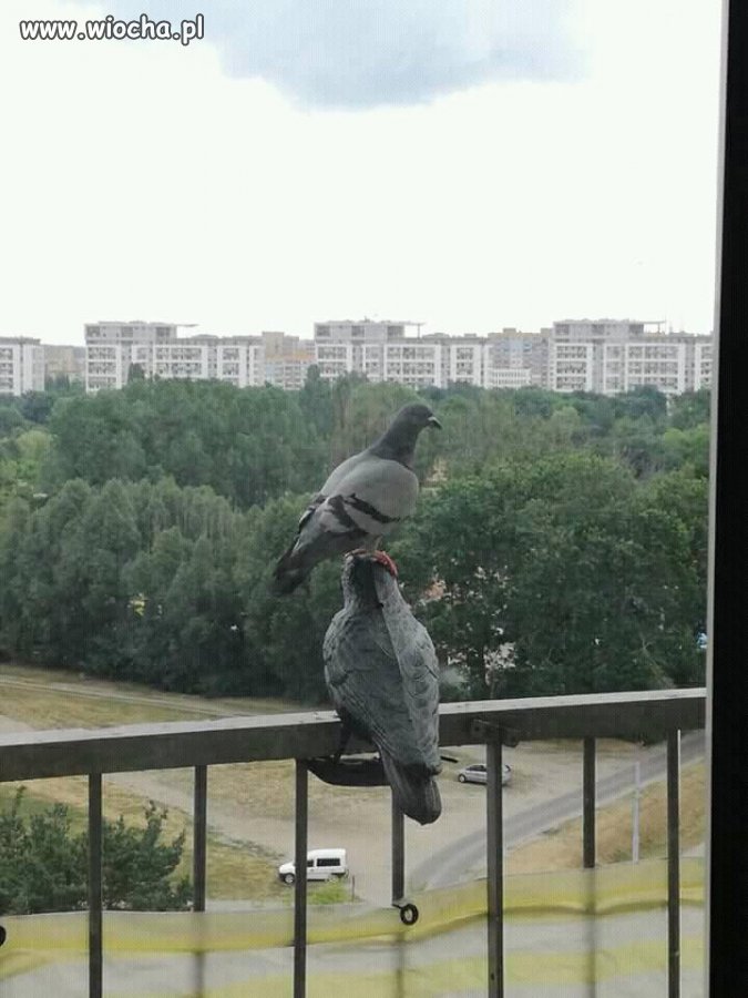 Ten to ma wywalone!