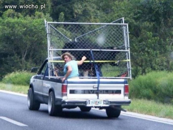 Fachowy transport zwierząt 