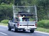 Fachowy transport zwierząt 