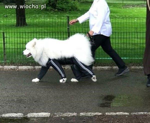 A jakiej firmy dres ma Twój pies?
