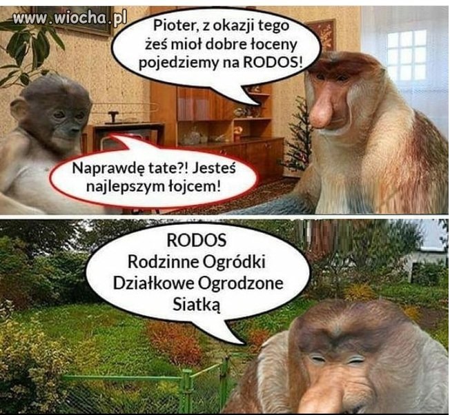 Wakacje z Januszem