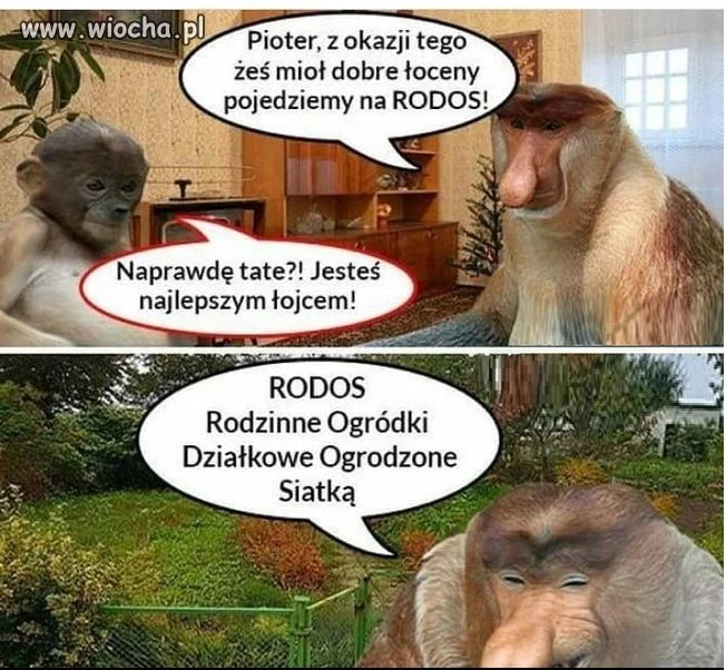 Wakacje z Januszem