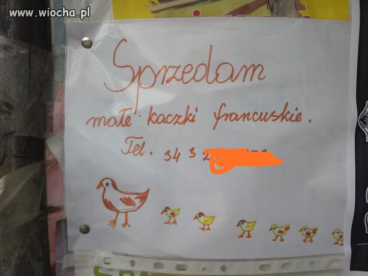 Polska przedsiębiorczość