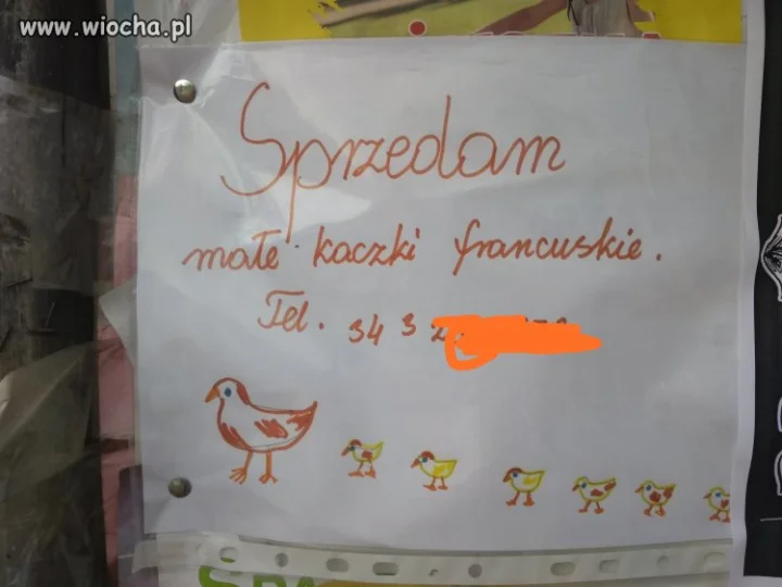 Polska przedsiębiorczość