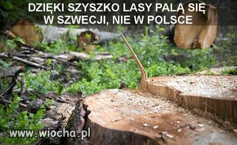 Lasów coraz mniej.